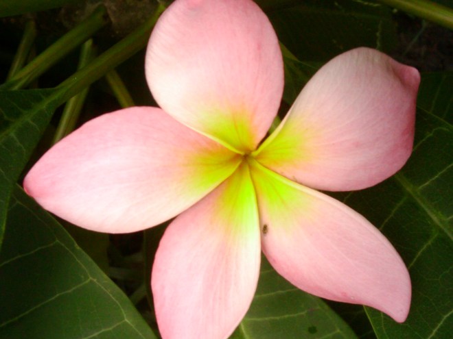 Beautiful Plumeria