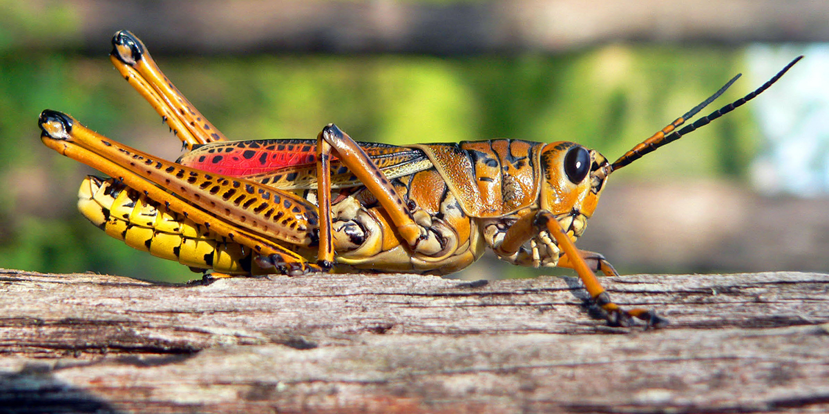 Southeastern Lubber Grasshoppers