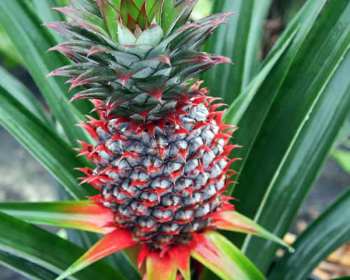 Grow a pineapple garden from your store-bought fruit.