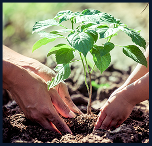 Teaching kids of garden shows them how food grows.