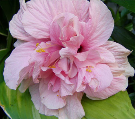 Scale and aphids are natural pests for Florida Hibiscus