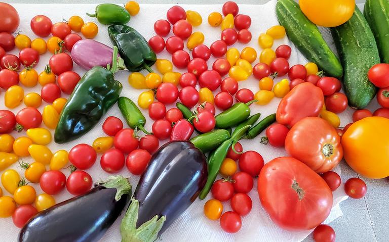 backyard vegetable gardening